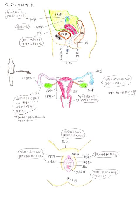 生殖器 女|1.女性生殖器の解剖